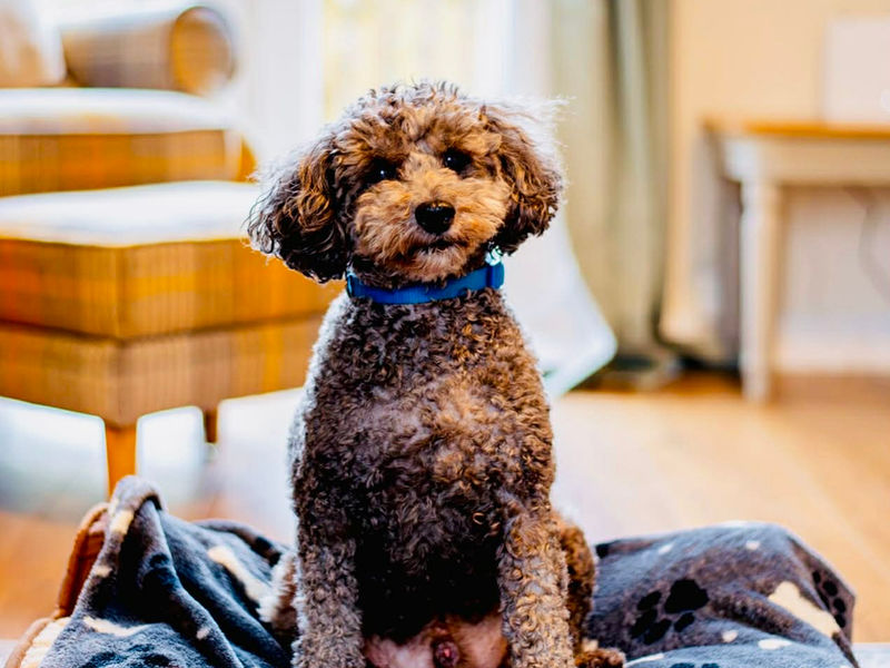 Dogs welcome - cosy dog bed and bowls provided
